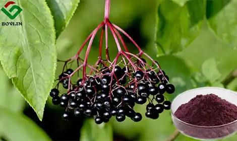 Elderberry Extract Bulk Sourcing: Anthocyanin Specifications (5%-25%), Purity Grades, and Supplier Qualification